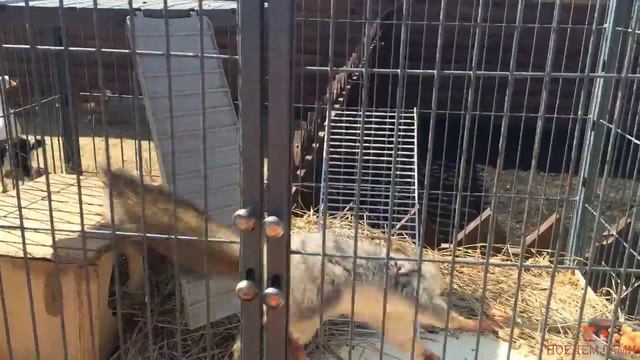 Адреналиновая белка бегает со скоростью света смотреть онлайн