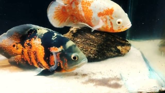 OSCAR FISH | OSCAR BREEDING | OSCAR FISH BREEDING | ALBINO TIGER OSCAR X TIGER OSCAR - PART 2 смотреть онлайн