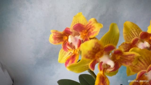 Phal. Yaphon Perbalm (peloric - 3-lips) ?Желтая орхидея трилипс | Яркий восковой фаленопсис | Обзор смотреть онлайн