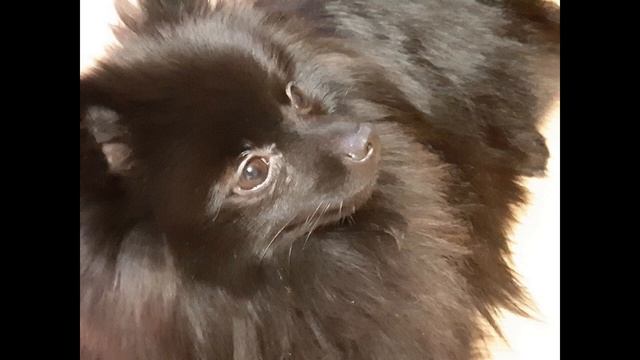 Лай собаки 1 час Dog Barking 1 Hour