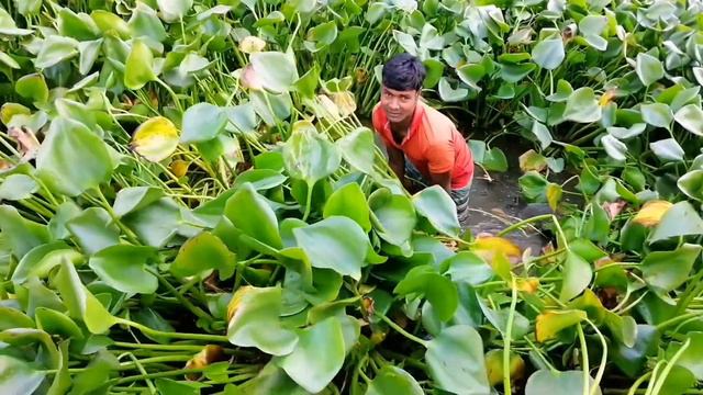 Best Fishing - Woman Fishing By Net in Village Pond |Woman Fishing | Pond Fishing | SP Fishing Worl смотреть онлайн