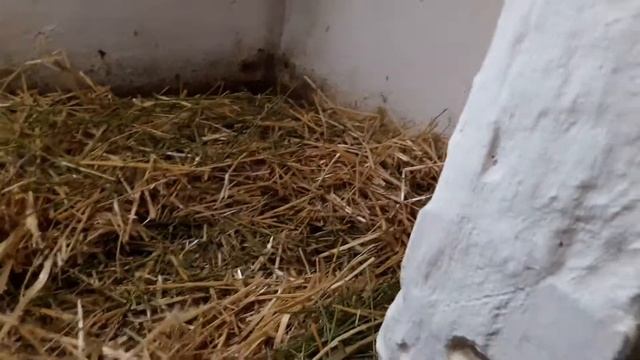 Уборка в перерелов/Подстилка перепелов/Напольное содержание перепелов в зимний период смотреть онлайн