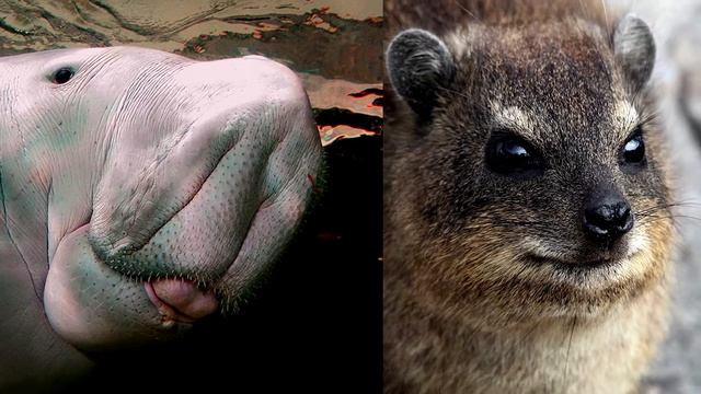 Есть ли у слонов родственники? смотреть онлайн