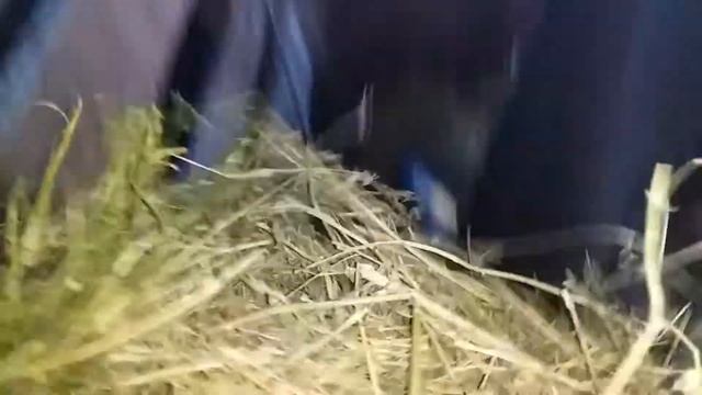 Стойловое содержание коров с знойное лето смотреть онлайн