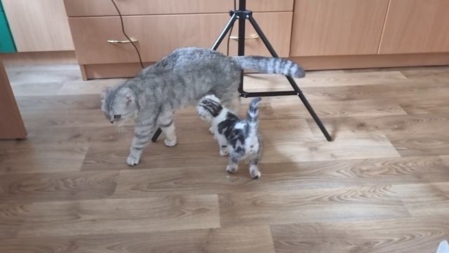 Котята боятся старшую сестру Снежинку Только котенок Лола ничего не боится смотреть онлайн
