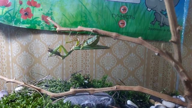 Богомол ест кузнечика смотреть онлайн