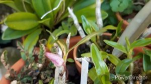 Мои ОРХИДЕИ. Цветение орхидей в июне. Дендробиум, каттлея, масдеваллия,
фаленопсис, цимбидиум.