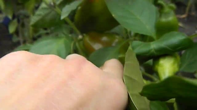 Перец Аконкагуа. Созревание плодов. смотреть онлайн