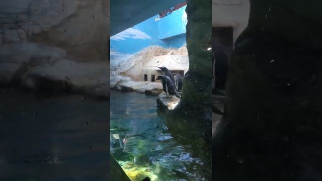 Пингвины плавают и плескаются в Московском зоопарке смотреть онлайн