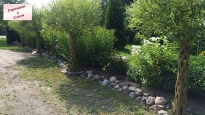 В центре внимания: ива - красота на участке