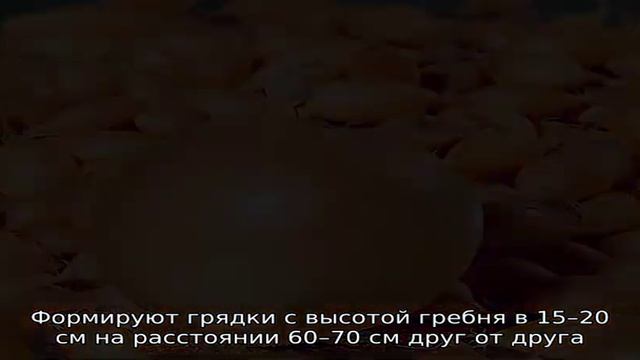 Раннеспелый озимый гибрид лука Трой с умеренно-острым вкусом смотреть онлайн