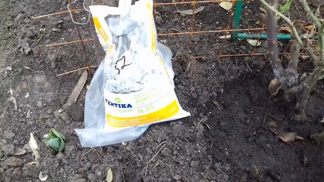 ПЕРВАЯ ВЕСЕННЯЯ ПОДКОРМКА РОЗ . КАК ПОМОЧЬ РОЗАМ ПОСЛЕ ЗИМЫ. смотреть онлайн