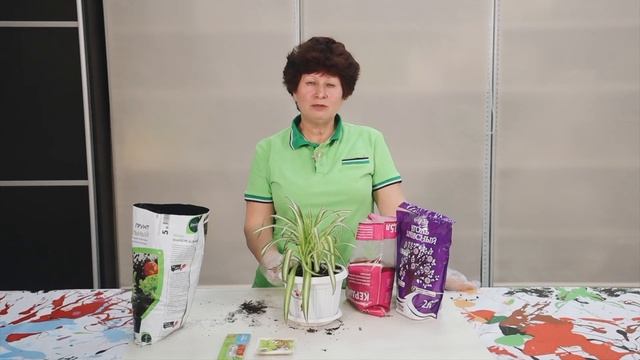 Пересадка цветов. Как правильно пересадить домашние растения смотреть онлайн