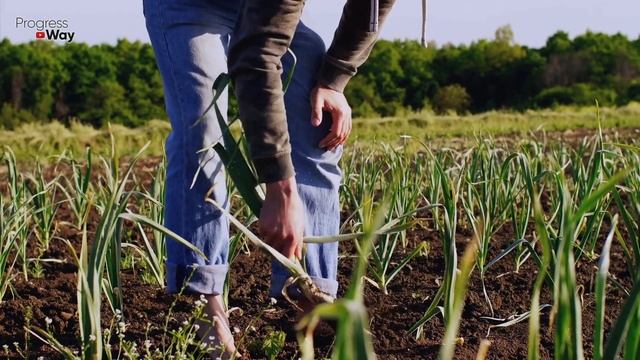 Мало Кто Знает! Так Делать Нельзя! Хотите Крупный Озимый Чеснок Делайте Так При Посадке
