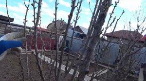 Как ОБРЕЗАТЬ КОЛОНОВИДНУЮ СЛИВУ растущую узкой кроной.