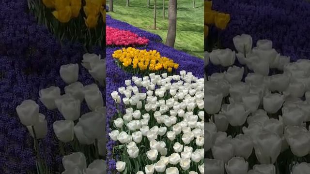 Фестиваль Тюльпанов в Стамбуле.?? Апрель 2022 #стамбул #фестивальтюльпанов смотреть онлайн