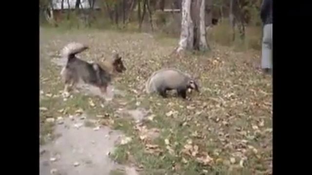 Собака и барсук смотреть онлайн