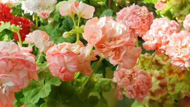 또봄마루, 골든초이스, 제라늄 꽃들과 장미🌹 Pelargonium garden. Golden Choice смотреть онлайн