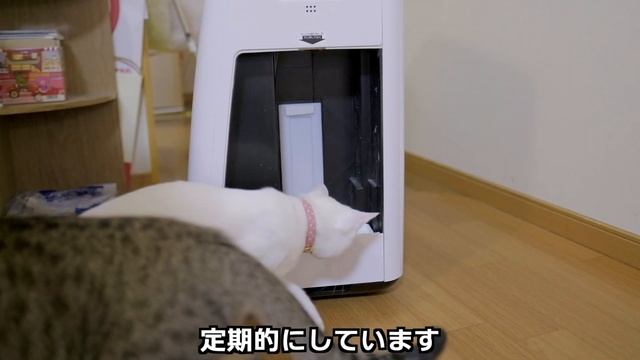 【猫アレルギーだけど飼ってます】我が家での対処法と効果