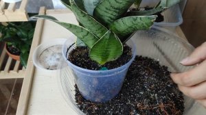 Как и когда отделять деток сансевиерий. Мои совместные композиции в лодочках.Разные Сансевиерии Хан