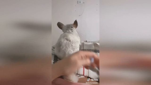 Все животные милые соболя , собаки и даже львы.... смотреть онлайн