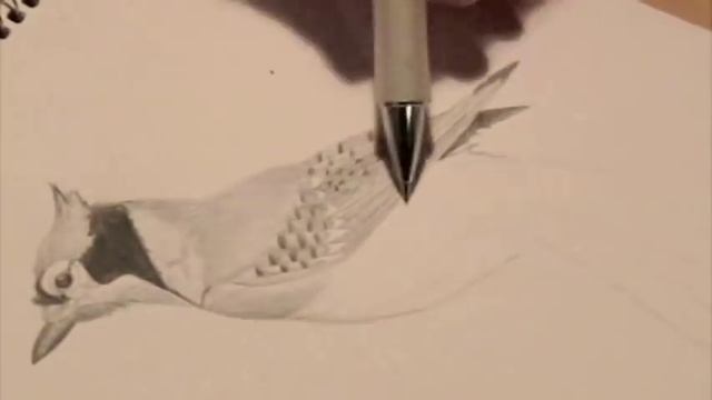 bluejay time lapse drawing смотреть онлайн