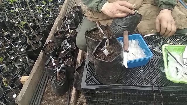 Мастер класс по прививанию плодовых деревьев. Улучшенная копулировка! смотреть онлайн