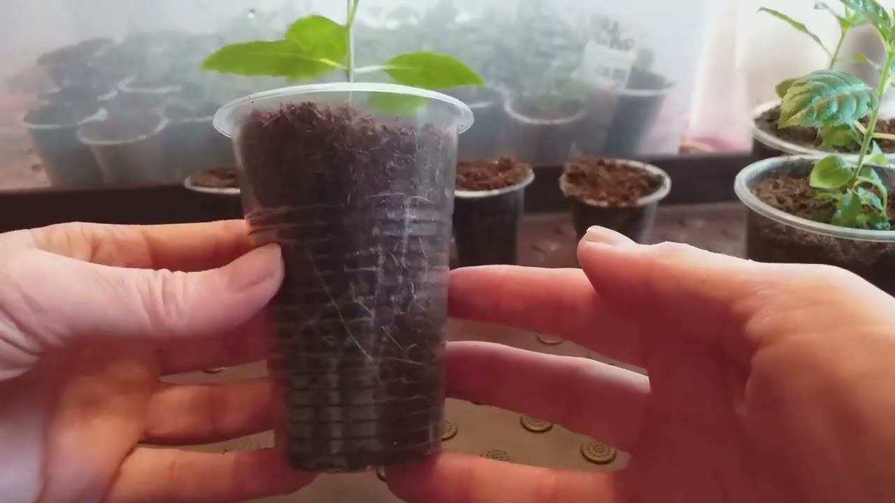 ПЕРЕЧЕРЕНКОВАНИЕ гортензий ин витро МЕТАЛЛИКА и К" смотреть онлайн