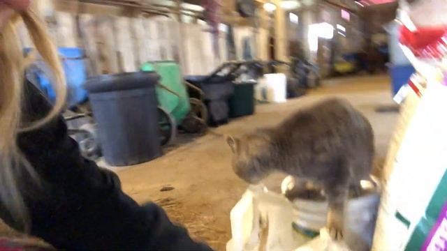 EMERGENCY Vet Visit PART 2 | MTHorses смотреть онлайн