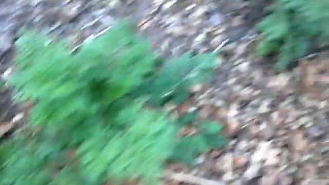 Artemisia Anua - Planta contra chicungunya - artemisa смотреть онлайн