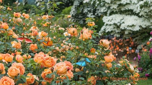 Роза парковая Леди оф Шалот (lady of shalott) ? обзор: как сажать, саженцы розы Леди оф Шалот смотреть онлайн