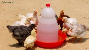Поилка для кур за 3 минуты из тазика и пластиковой емкости