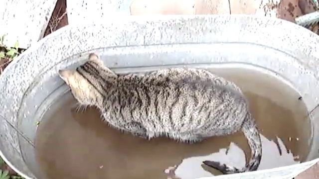 Кот ловит рыбу в ванне (Прикол) ! смотреть онлайн