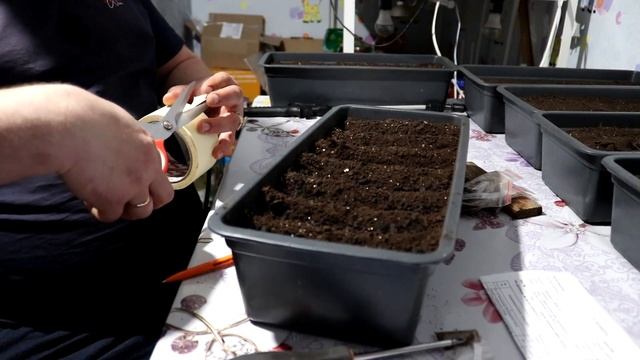 09.04.2023 Посев Табака на рассаду. Выращивание табака на приусадебном участке. Часть 1. смотреть онлайн