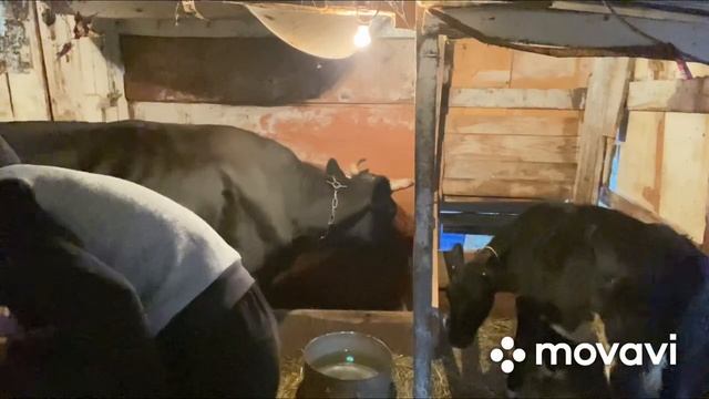Утро в коровнике. Возвращение на канал. смотреть онлайн