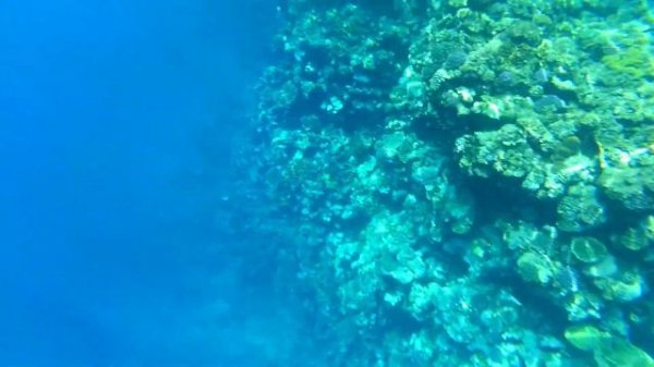 Риф отеля Amwaj Oyoun & Casino (Шарм, Египет) - удивил!