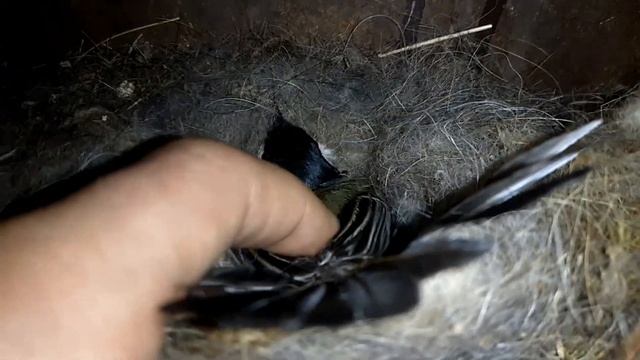 Большая Синица и её крохотные птенцы. смотреть онлайн