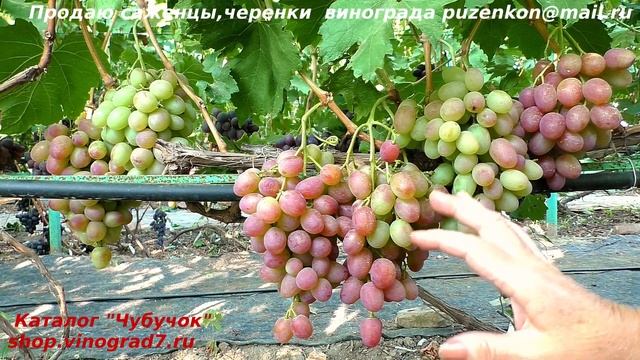 Виноград СИРЕНЕВЫЙ ТУМАН с розовыми ягодами приятным гармоничным вкусом, Пузенко Наталья Лариасовн смотреть онлайн