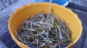 Сбор черемши в труднодоступных местах, и процесс приготовления