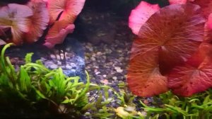 Нимфея красная тигровая.