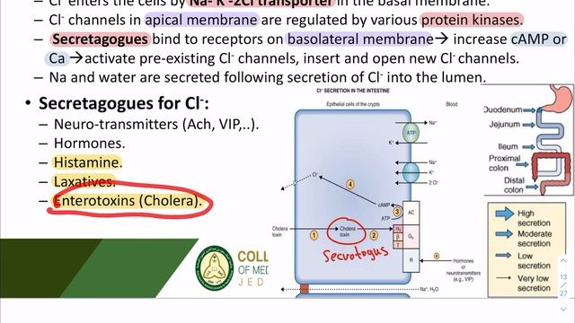 Epithelial Function in GIT | KSAU-ha | 2021 смотреть онлайн
