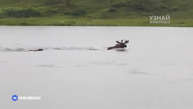 ЛОСЬ – рогатый лесной великан атакующий медведей! Лось в деле! смотреть онлайн