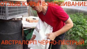 Отзыв куры Австралорп чёрно-пёстрый, взвешивание.