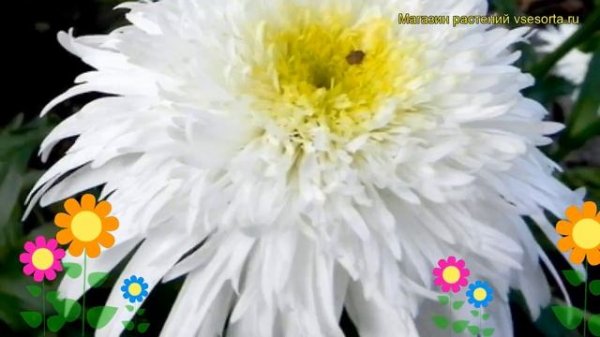 Нивяник наибольший Фиона Гохилл. Краткий обзор, описание leucanthemum superbum Fiona Goghill