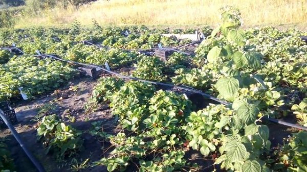 Утренняя пробежка-болталка по уч №1 17г