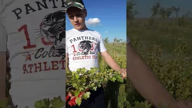 Букет из веток смородины. смотреть онлайн