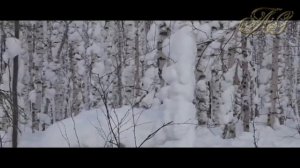 ? ? МЕДВЕДЬ-ШАТУН  ЗЛОБНЫЙ И ОПАСНЫЙ ХИЩНИК