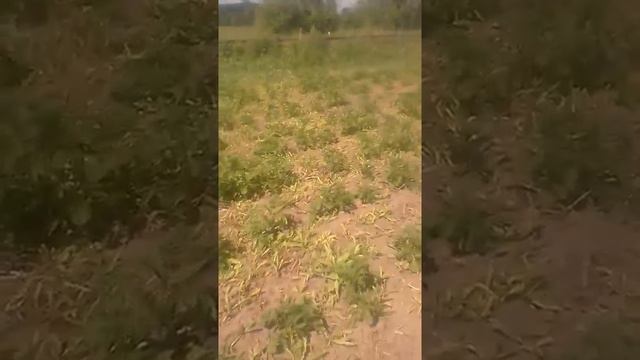 Лазурит от сорняков на картошке - честный отзыв