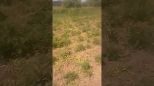 Лазурит от сорняков на картошке - честный отзыв