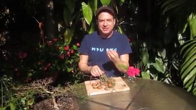 Longan Fruit, Dimocarpus longan смотреть онлайн